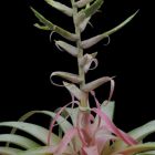 Tillandsia hintoniana  semillas