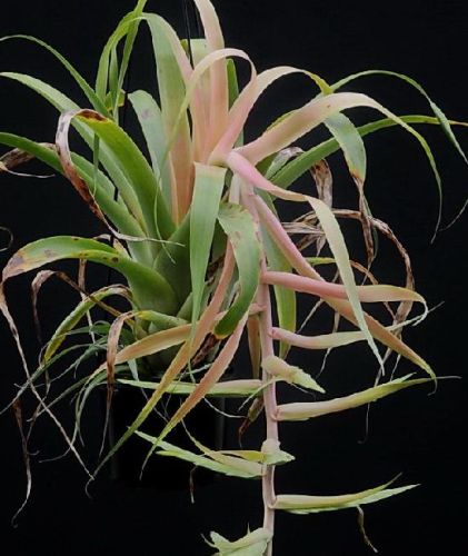 Tillandsia hromadnikeana Air Plant seeds