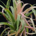 Tillandsia hromadnikeana