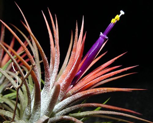 Tillandsia ionantha Air Plant seeds