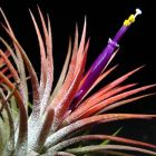 Tillandsia ionantha