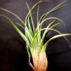 Tillandsia makoyana Bromeliaceae Samen