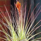 Tillandsia rotundata  semillas