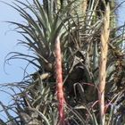 Tillandsia takizawae Tillandsia - Bromelien Samen