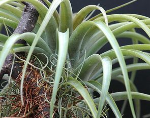 Tillandsia thyrsigera Air plant seeds