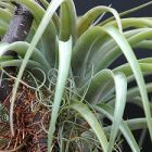 Tillandsia thyrsigera Bromeliaceae graines