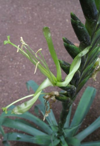 Tillandsia viridiflora Bromeliaceae seeds