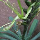 Tillandsia viridiflora