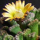 Titanopsis calcarea