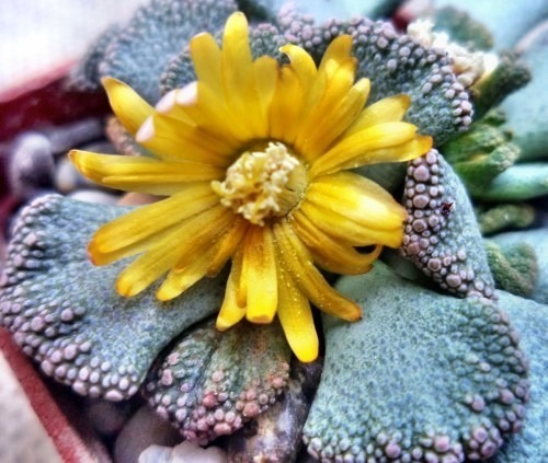 Titanopsis fulleri Mesembryanthemum seeds