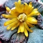 Titanopsis fulleri Mesembryanthemum  graines