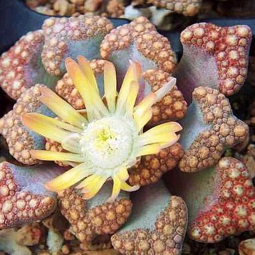 Titanopsis hugo schlechteri jewel plant seeds