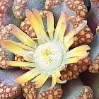 Titanopsis hugo schlechteri Sukkulente Samen