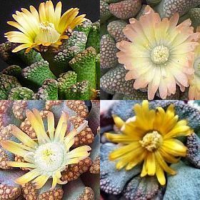 Titanopsis mixed Succulent seeds