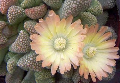 Titanopsis primosii jewel plant seeds