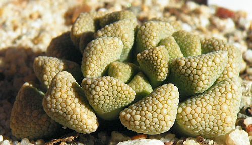 Titanopsis schwantesii white jewel plant seeds