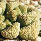 Titanopsis schwantesii