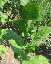 Tobacco Black Sea Samson Oriental Variety Black Sea Samson seeds