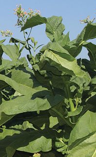 Tobacco Connecticut Broadleaf Cigar Varieties seeds