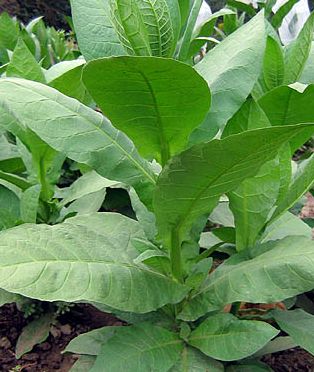 Tobacco Diamantina Cigar Varieties seeds