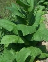 Tobacco Gold Dollar Burley Variety seeds