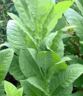 Tobacco Havana 608 Cigar Varieties seeds