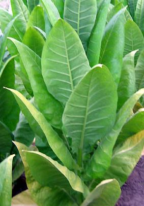 Tobacco Moldovan 456 Burley Variety seeds