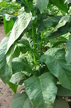 Tobacco Small Stalk Black Mammoth Dark Varieties seeds