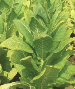 Tobacco Virginia Bright Leaf Bright Leaf Varieties seeds