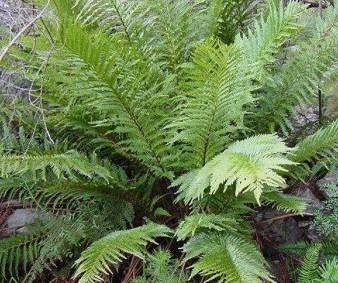 Todea barbarae King fern seeds