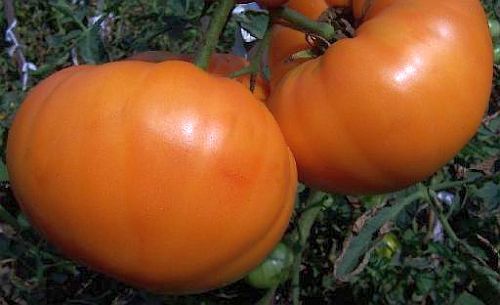 Tomate Amana Orange beefsteak tomato seeds