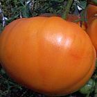 Tomate Amana Orange