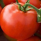 Tomate Arkansas Traveler Tomato Arkansas Traveler semillas