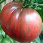 Tomate Berkley Tie Dye  cемян