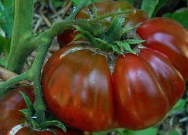 Tomate Black Aisberg dark colored beefsteak tomato seeds