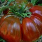 Tomate Black Aisberg tomate beefsteak de couleur sombre graines