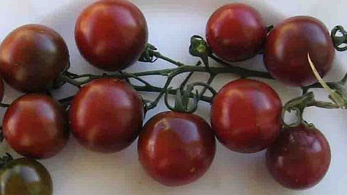 Tomate Black Cherry black tomato seeds