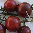 Tomate Black Cherry Tomato Black Cherry semillas