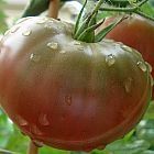 Tomate Black Krim Tomate schwarze Krim - Tomaten Samen Samen