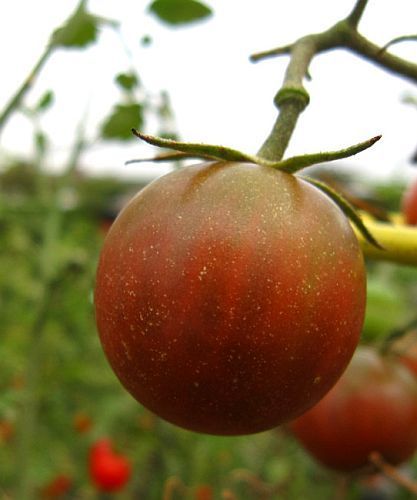 Tomate Black Pear black tomato seeds