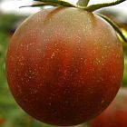 Tomate Black Pear Pomodoro Black Pear semi
