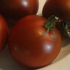 Tomate Black Prince Pomodoro Black Prince semi