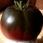 Tomate Black Sea Man schwarz-rote Fleischtomate Samen
