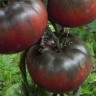 Tomate Black from Tula schwarze Fleischtomate Samen