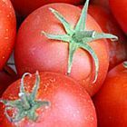 Tomate Bonny Best Tomato Bonny Best semillas