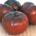 Tomate Brandywine Black Organic Heirloom tomate rouge fonc? graines