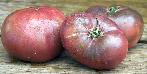 Tomate Cherokee Purple heirloom tomato seeds