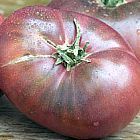 Tomate Cherokee Purple Pomodoro Cherokee Purple semi