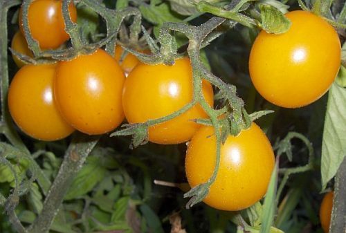 Tomate Cherry Gold Nugget cherry tomato seeds