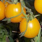 Tomate Cherry Gold Nugget  cемян